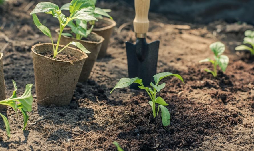 Дебаты —  почва или гидропоника для выращивания каннабиса?